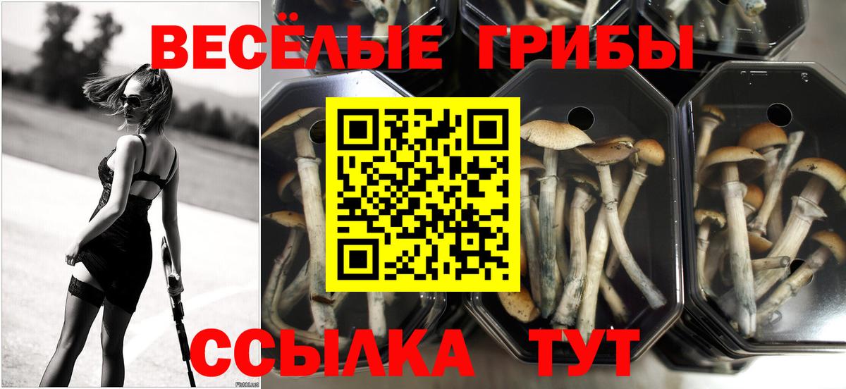 Псилоцибиновые грибы Cubensis  Псилоцибиновые грибы Psilocybe  Наро-Фоминск  Вход с VPN 